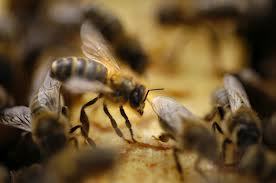 Podor : Attaque d’abeilles faisant deux blessés graves à M'boyo Podor : Attaque d’abeilles faisant deux blessés graves à M'boyo