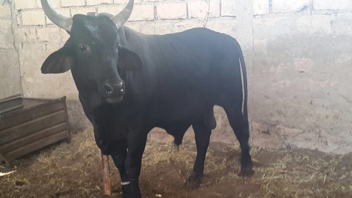 GAMOU 2015 : les bœufs offerts par Aziz N'diaye à Serigne Abdoul Aziz Sy Al Amine