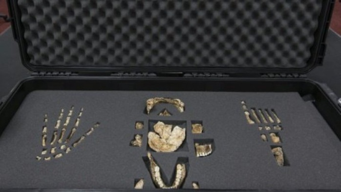 Une nouvelle espèce du genre humain découverte en Afrique du Sud! Une nouvelle espèce du genre humain découverte en Afrique du Sud!