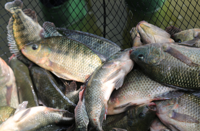 Kédougou, du poisson frais au DAC d’Itato