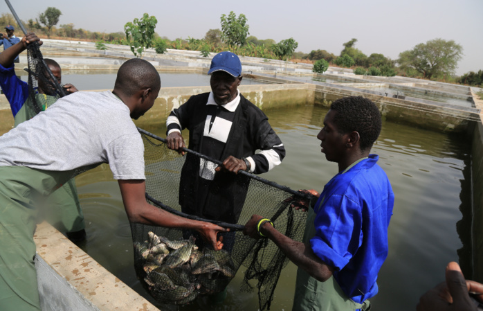 Kédougou, du poisson frais au DAC d’Itato