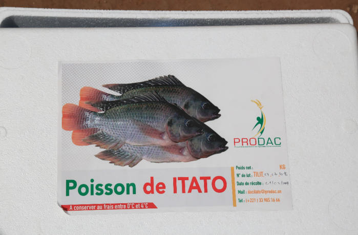 Kédougou, du poisson frais au DAC d’Itato