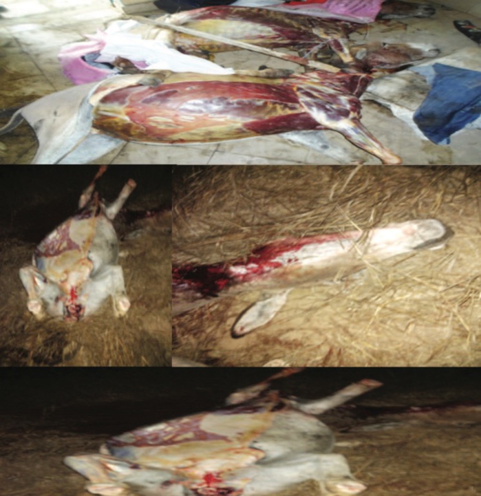   Commercialisation viande d’âne : Révélations lors de l’audition du chevillard Babacar Sarr 