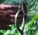 Une araignée géante dévore un serpent (VIDEO)