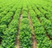 Kaolack – Locales 2014 : 3.000 femmes rurales au front pour des terres et semences