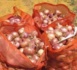 Commercialisation de l’oignon local : Le Sénégal investit le marché européen et sous régional