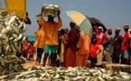 Les mareyeurs du Sénégal réclament 100 millions à l’Etat