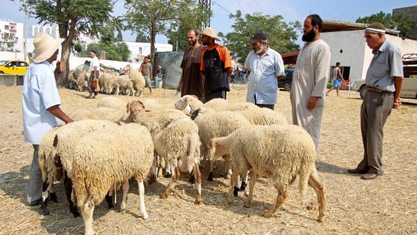Beaucoup de Tunisiens renoncent à sacrifier un mouton pour l'Aïd