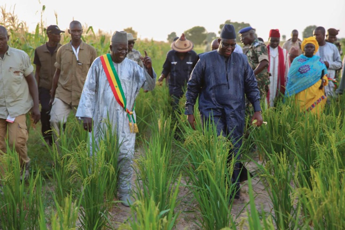TOURNÉE ÉCONOMIQUE : ACCUEIL POPULAIRE ET VISITE DES CHAMPS DE KAOLACK ET KAFFRINE POUR LE PRÉSIDENT