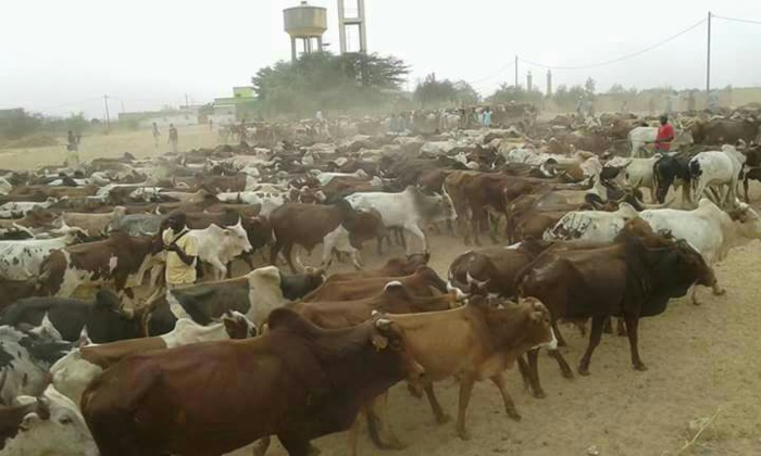 MAGAL 2016 : L'arrivée de près de 5000 boeufs à Dianatou Mahwa chez Cheikh Béthio Thioune (IMAGES) MAGAL 2016 : L'arrivée de près de 5000 boeufs à Dianatou Mahwa chez Cheikh Béthio Thioune (IMAGES)