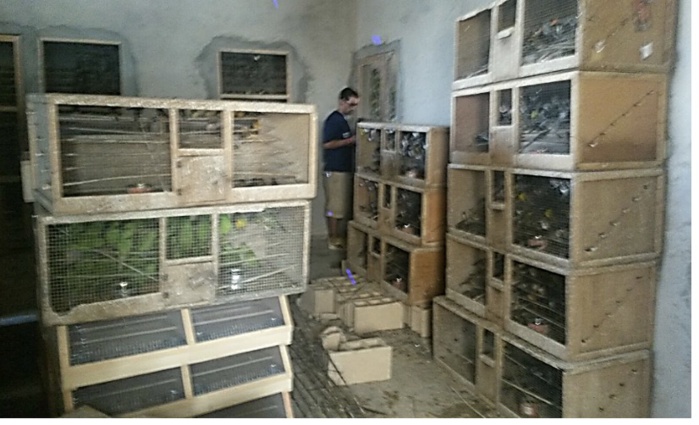 Interpellés à l’aéroport avec 500 oiseaux : Deux trafiquants espagnols déférés au Parquet de Dakar ce mercredi Interpellés à l’aéroport avec 500 oiseaux : Deux trafiquants espagnols déférés au Parquet de Dakar ce mercredi