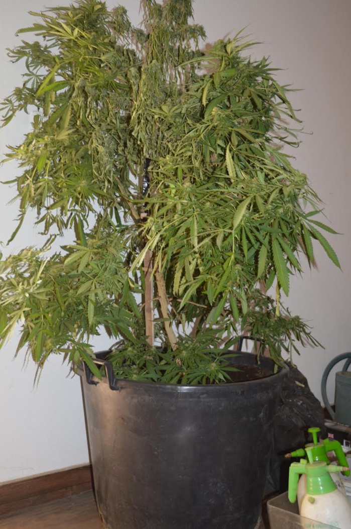 LUTTE CONTRE LA DROGUE : Un ressortissant français à la tête d'un vaste réseau de production organique et de trafic d'une nouvelle variété de drogue arrêté à Toubab Dialaw