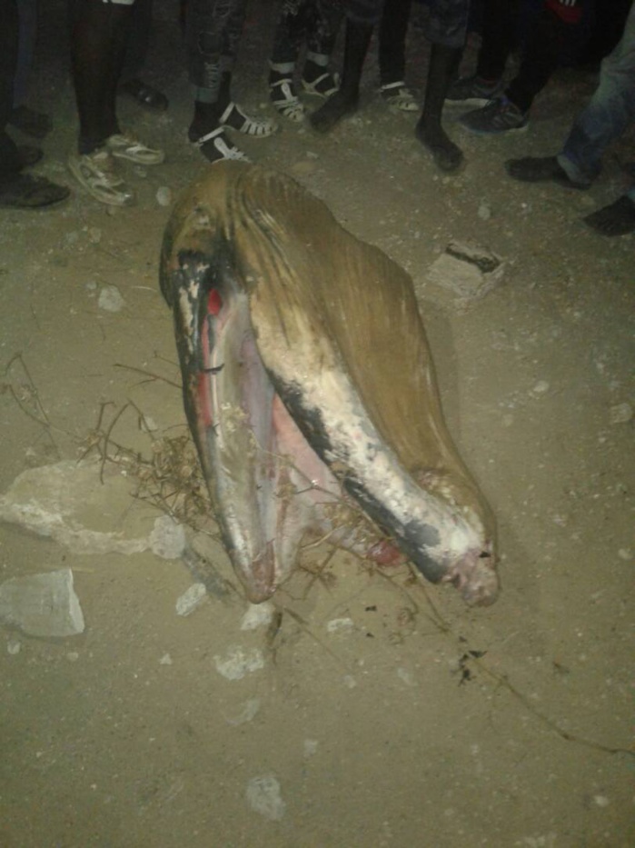 Corniche Ouest : Une baleine a échoué sur la plage