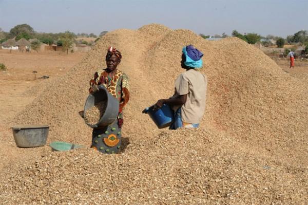 Filière arachidière du Sénégal : La Banque Mondiale (BM) magnifie les performances du secteur