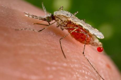  Baisse de la Transmission du paludisme : La campagne AID vise 80% des habitations dans les zones d’intervention 