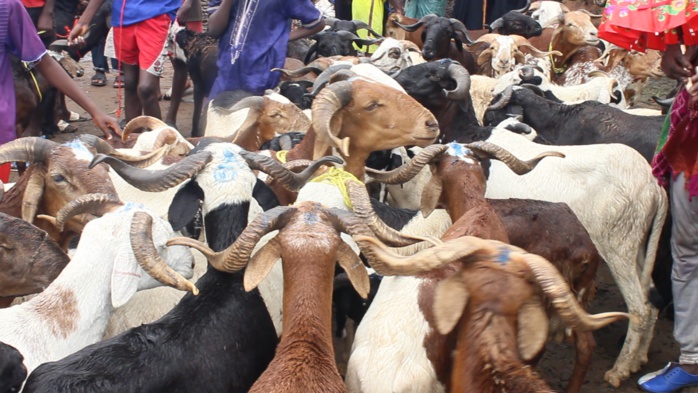 ZIGUINCHOR :  Les moutons de Tabaski « intouchables »