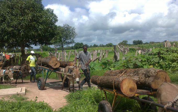 Trafic vers la Gambie : 24 troncs de bois de venn et 17 charrettes saisis