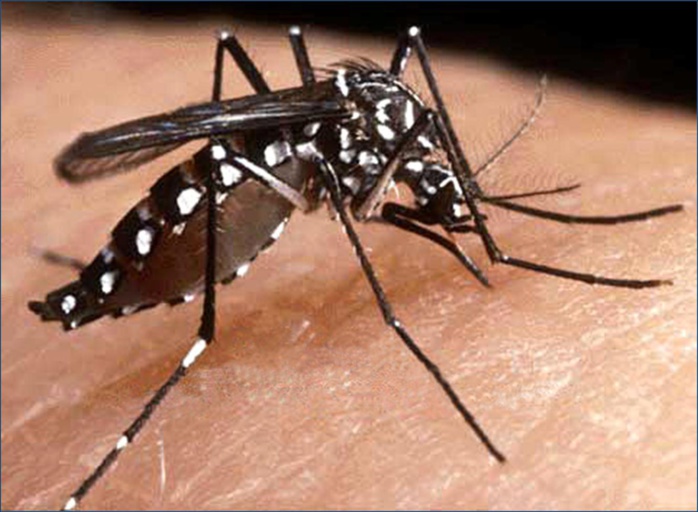 Épidémie de dengue au Sénégal… de la rigueur sur la démarche scientifique pour éviter l’amalgame