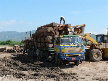 Suspension des autorisations de coupe de bois et révision du code forestier : Greenpeace salue la décision