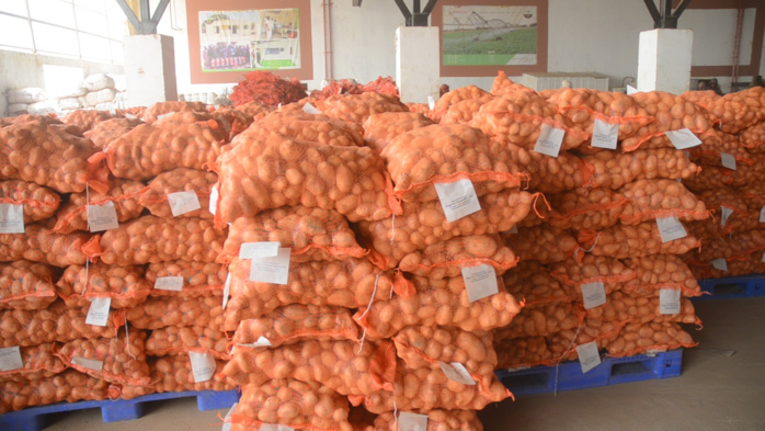 Production de pomme de terre dans la vallée : Le Dr Macoumba Diouf satisfait des performances de Senegindia à Mbane