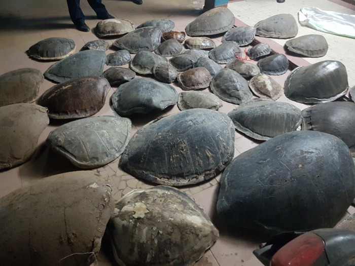 Criminalité faunique : Saisie de 41 carapaces de tortues vertes à Mbour Criminalité faunique : Saisie de 41 carapaces de tortues vertes à Mbour