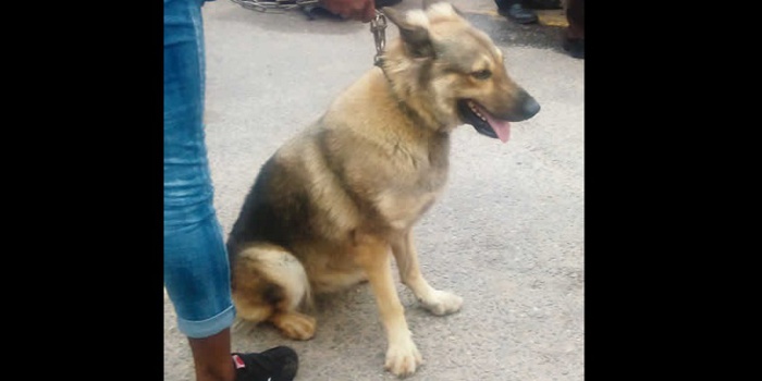 Procès de Barth’ sous haute surveillance policière : Les chiens de garde sont de retour Procès de Barth’ sous haute surveillance policière : Les chiens de garde sont de retour