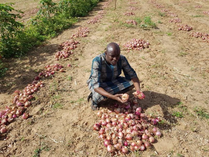 Kilim (Linguère) : Le maire Aly Ngouille Ndiaye dirige la récolte d’oignons