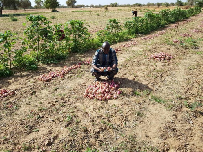 Kilim (Linguère) : Le maire Aly Ngouille Ndiaye dirige la récolte d’oignons