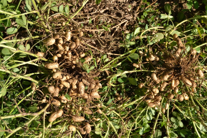 AGRICULTURE : Les premiers semis commencent à flétrir faute de pluie dans le département de Louga.