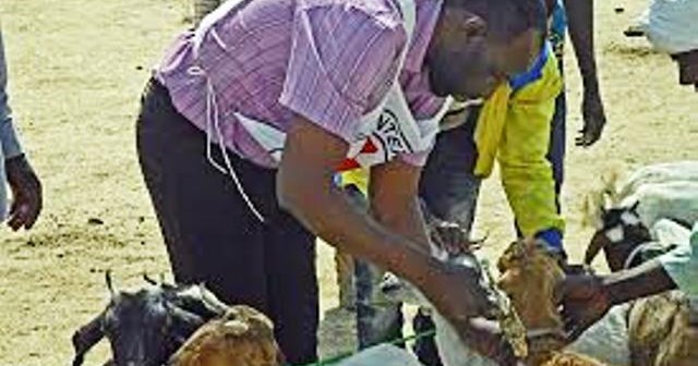 Plus de 200 bovins décimés : La fièvre aphteuse fait des ravages à Kolda