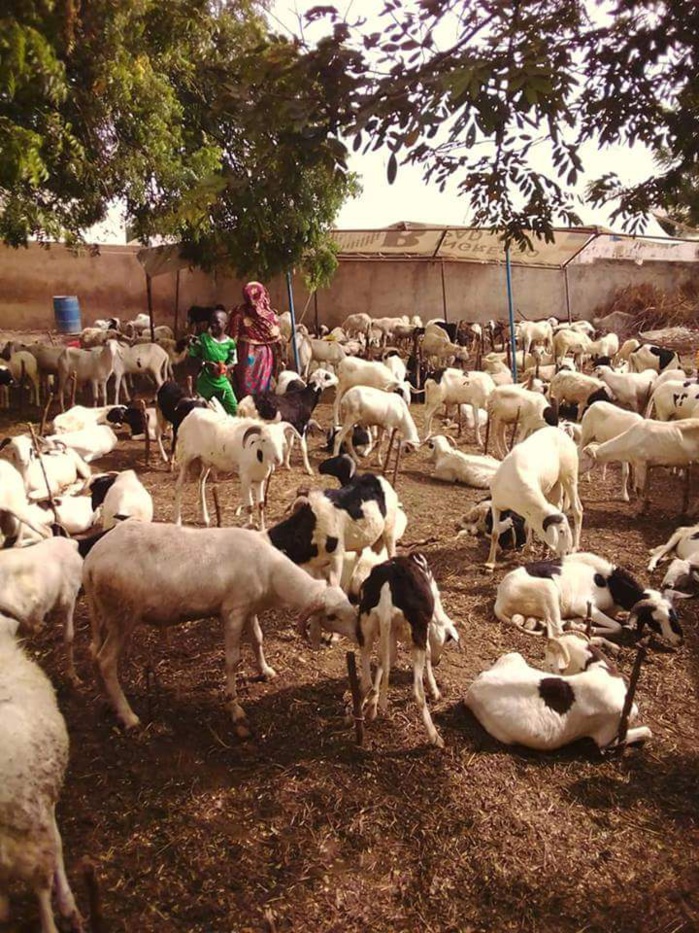 TABASKI À TOUBA- Le Khalife des Baay-Fall convoie 500 béliers dans le cour du Khalife Général des Mourides TABASKI À TOUBA- Le Khalife des Baay-Fall convoie 500 béliers dans le cour du Khalife Général des Mourides