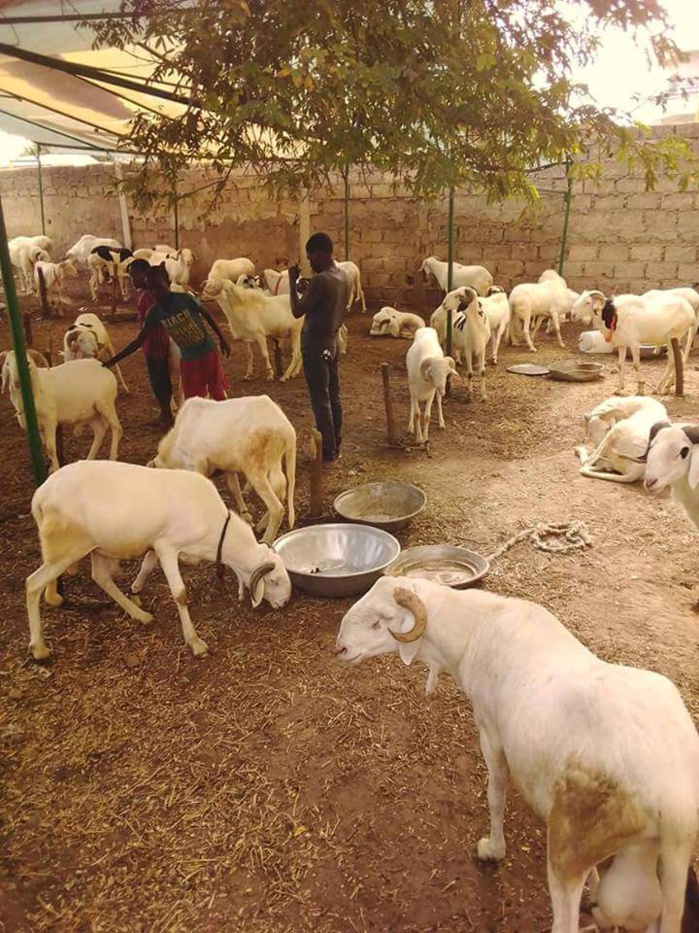 TABASKI À TOUBA- Le Khalife des Baay-Fall convoie 500 béliers dans le cour du Khalife Général des Mourides TABASKI À TOUBA- Le Khalife des Baay-Fall convoie 500 béliers dans le cour du Khalife Général des Mourides