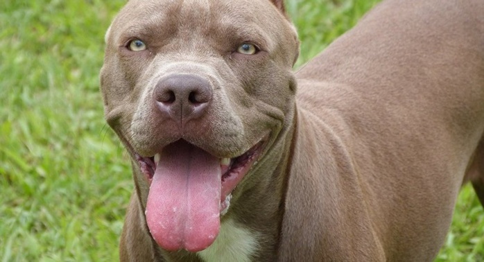 Espagne : Un chien coupe le sexe d’un Sénégalais