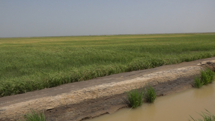 Compagnie agricole de Saint-Louis (Casl) :  Les bons points de la riziculture dans la vallée