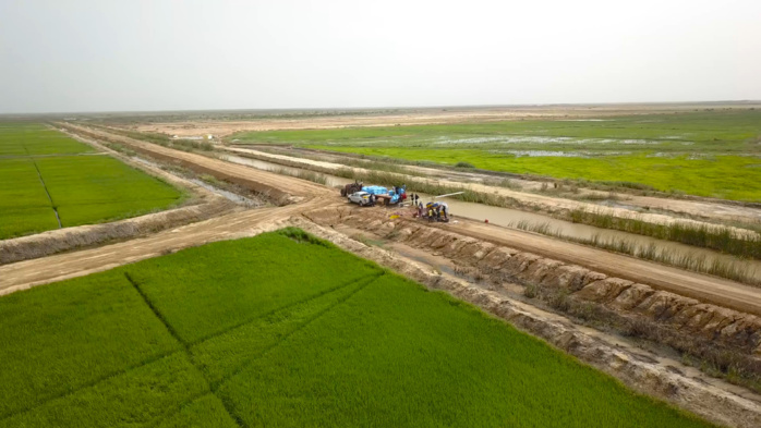 Compagnie agricole de Saint-Louis (Casl) : Les bons points de la riziculture dans la vallée Compagnie agricole de Saint-Louis (Casl) : Les bons points de la riziculture dans la vallée
