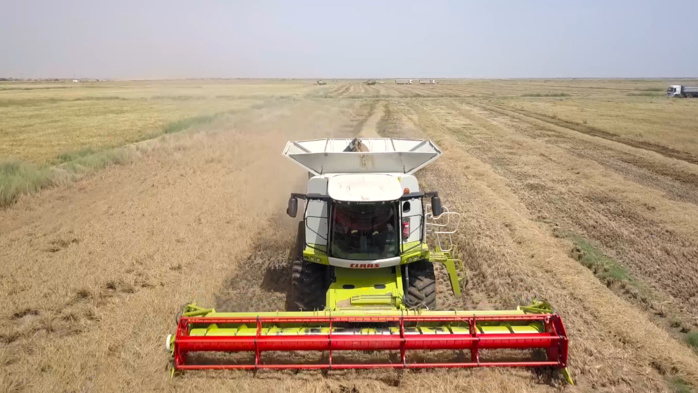 Compagnie agricole de Saint-Louis (Casl) :  Les bons points de la riziculture dans la vallée