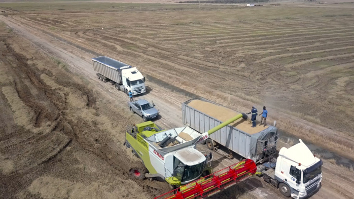 Compagnie agricole de Saint-Louis (Casl) :  Les bons points de la riziculture dans la vallée