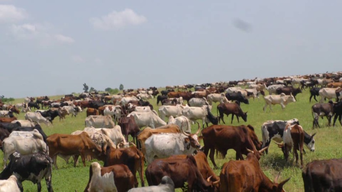 CHEIKH BÉTHIO À DIABEL : 'Je m'interdis de communiquer le nombre de bœufs que nous allons acheminer... Le thiant n'est pas du m'as-tu-vu! ' CHEIKH BÉTHIO À DIABEL : 'Je m'interdis de communiquer le nombre de bœufs que nous allons acheminer... Le thiant n'est pas du m'as-tu-vu! '