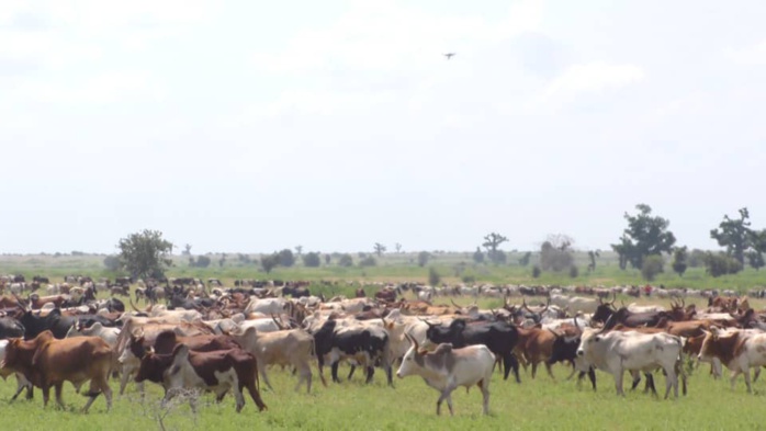 CHEIKH BÉTHIO À DIABEL : 'Je m'interdis de communiquer le nombre de bœufs que nous allons acheminer... Le thiant n'est pas du m'as-tu-vu! '
