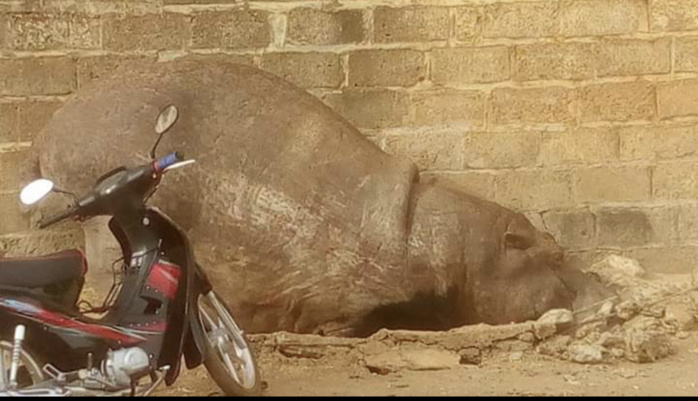 KÉDOUGOU : Un hippopotame sème la panique dans la ville et perturbe pendant des heures le sommeil des populations. KÉDOUGOU : Un hippopotame sème la panique dans la ville et perturbe pendant des heures le sommeil des populations.