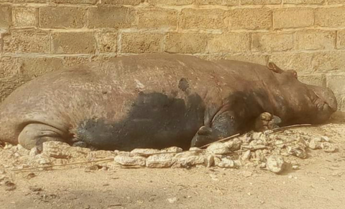 KÃDOUGOU : Un hippopotame sÃ¨me la panique dans la ville et perturbe pendant des heures le sommeil des populations.