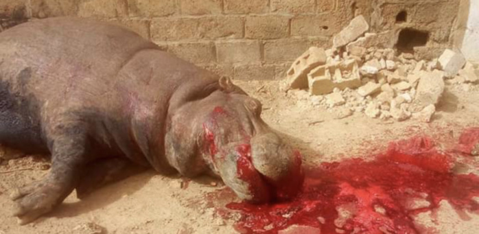 KÉDOUGOU : Un hippopotame sème la panique dans la ville et perturbe pendant des heures le sommeil des populations. KÉDOUGOU : Un hippopotame sème la panique dans la ville et perturbe pendant des heures le sommeil des populations.