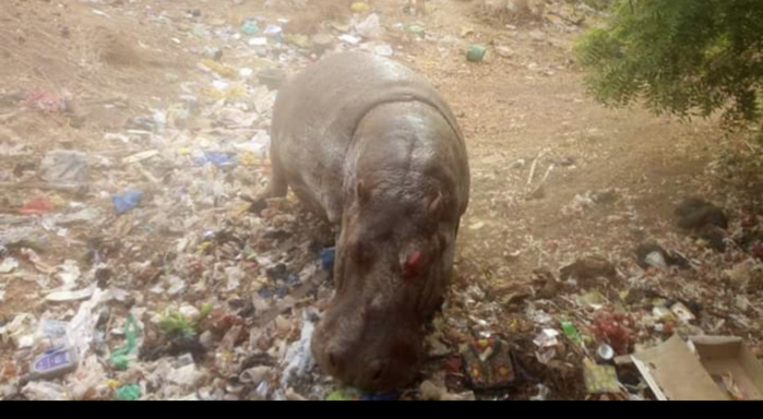 KÉDOUGOU : Un hippopotame sème la panique dans la ville et perturbe pendant des heures le sommeil des populations. KÉDOUGOU : Un hippopotame sème la panique dans la ville et perturbe pendant des heures le sommeil des populations.