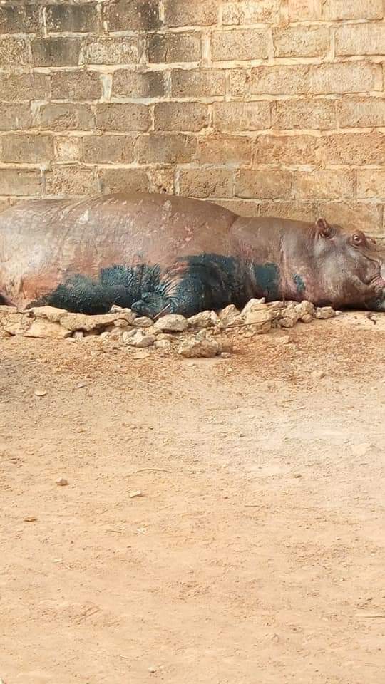 Kedougou : Entre la légalité et l'opportunité d'une décision de tuer un hippopotame ?