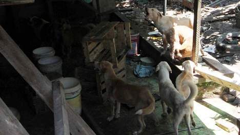 Dévoré par ses chiens affamés