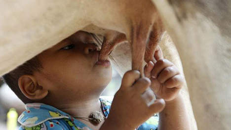 À 18 mois, il se nourrit au pis d'une vache