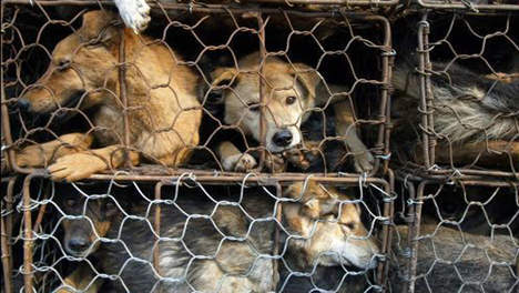 Un festival où les chiens sont battus à mort et mangés