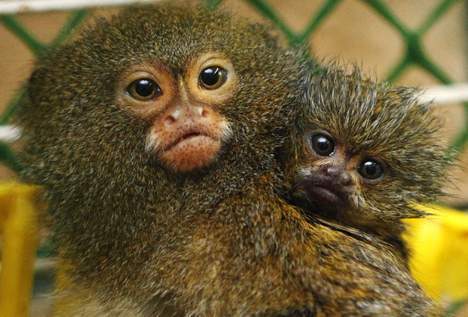 Le plus petit singe au monde