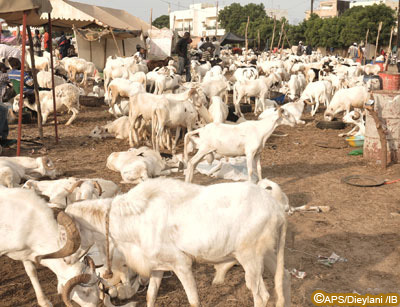 Les 712 000 moutons annoncés suffisants pour approvisionner le marché sénégalais (responsable)