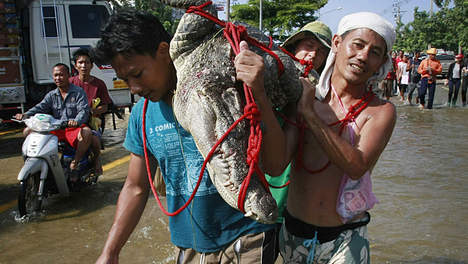 Bangkok inondée de crocodiles et de serpents  (PHOTOS)